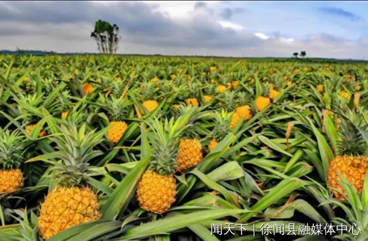 近年来,吴建连致力于菠萝种植,加工和流通,积极参与菠萝"12221"品牌