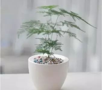 闺蜜过生日送花寄语_送花寄语_追女孩子的送花寄语