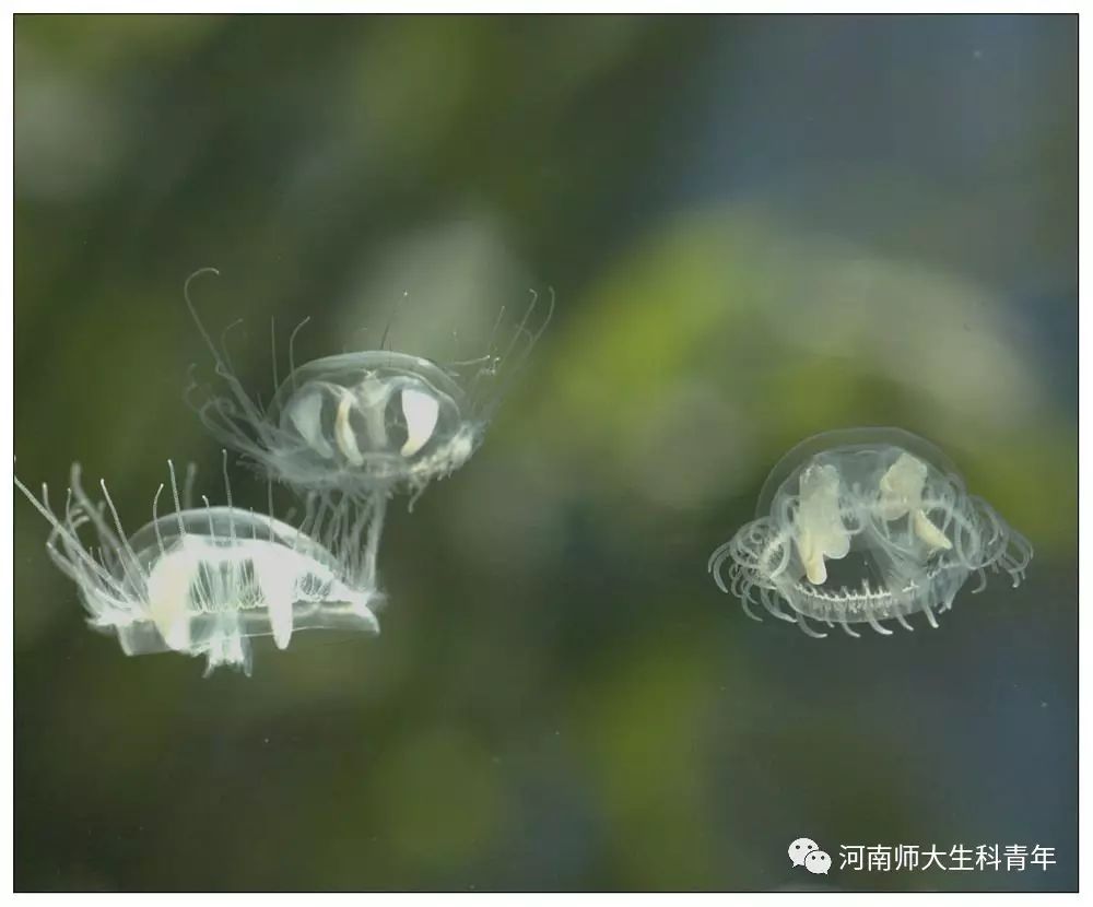 的玫瑰色,眼斑瞳仁上会反光,是收藏家梦寐以求的精品蝴蝶 桃花水母