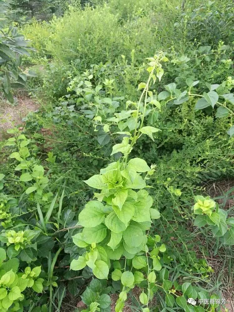 双蝴蝶栖岿美山 ,雪莲果出南美洲 | 本草江湖第291期