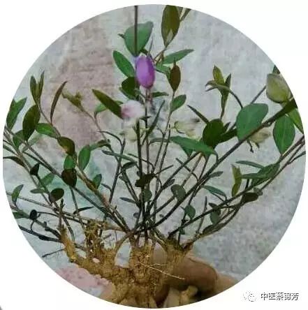 与咬伤中医治疗"中,师父讲到,瓜子金是广谱的治疗蛇伤药,基本上眼镜蛇