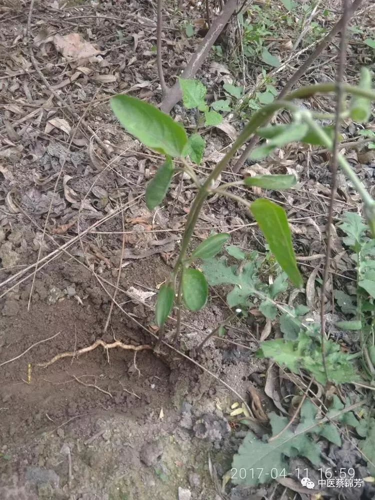 清明二候牡丹花, 田鼠化鴽蛇换装 | 本草江湖第207期
