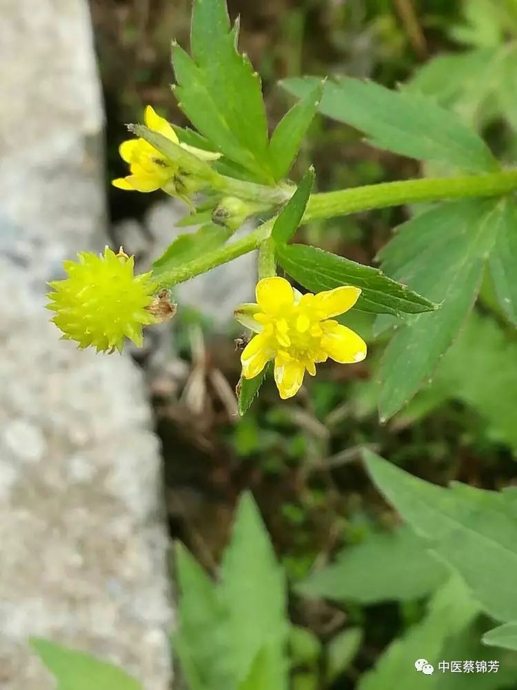 清明二候牡丹花, 田鼠化鴽蛇换装 | 本草江湖第207期