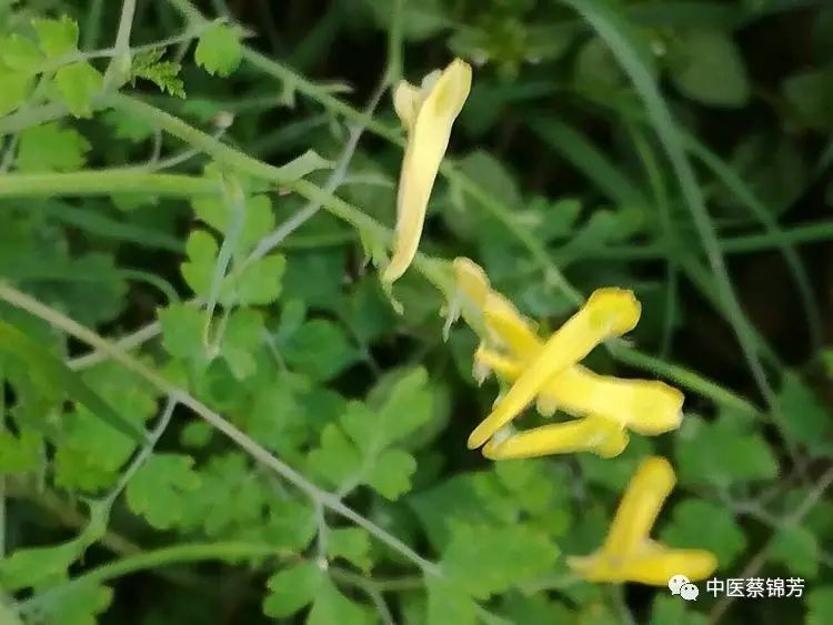 清明二候牡丹花, 田鼠化鴽蛇换装 | 本草江湖第207期