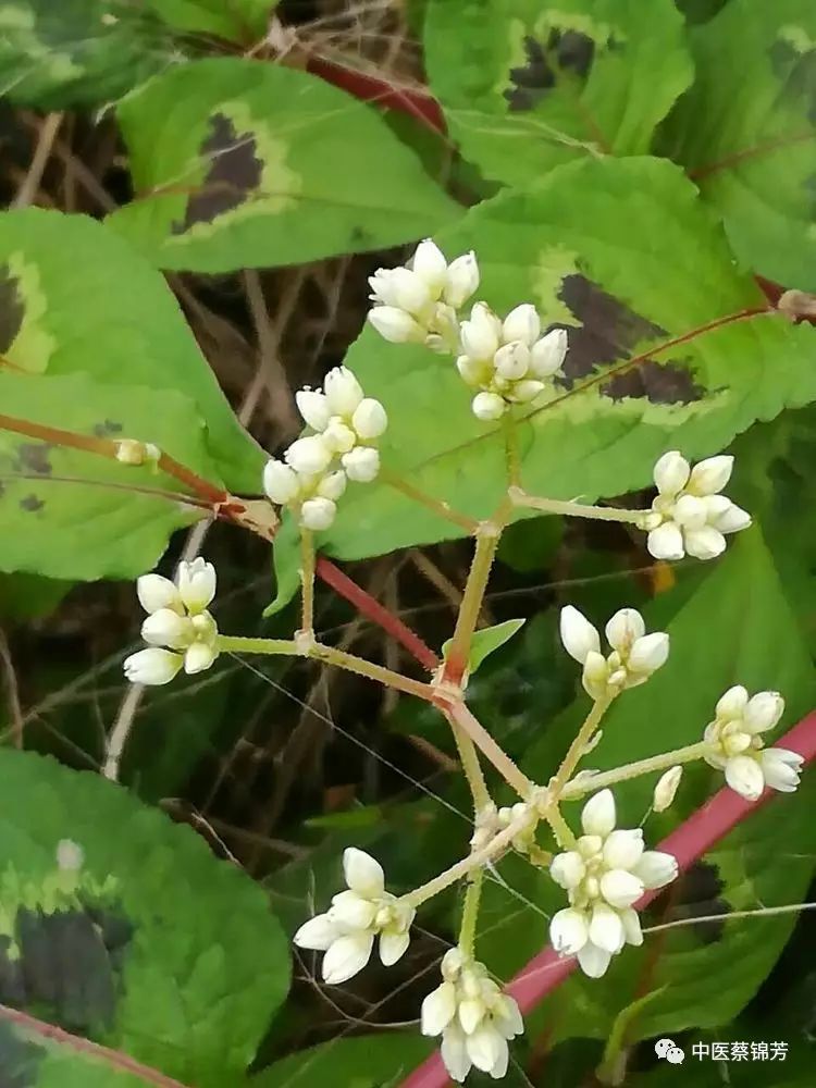 清明二候牡丹花, 田鼠化鴽蛇换装 | 本草江湖第207期