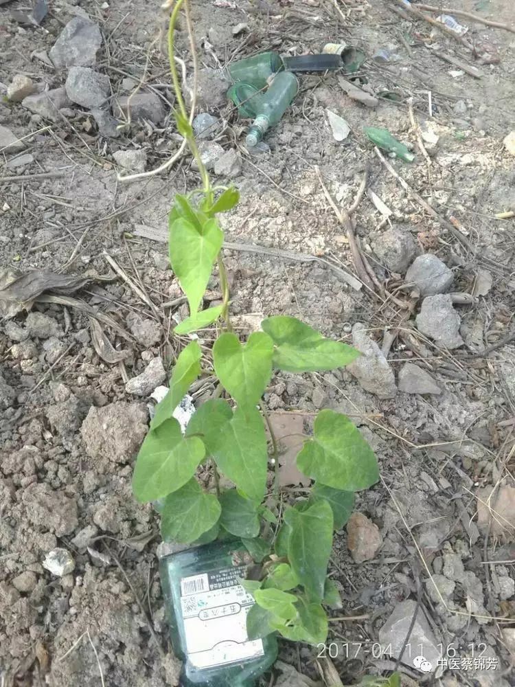 清明二候牡丹花, 田鼠化鴽蛇换装 | 本草江湖第207期