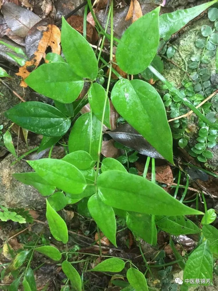 乌蔹莓卷须与叶对生,颠茄不论何色均有毒 | 本草江湖