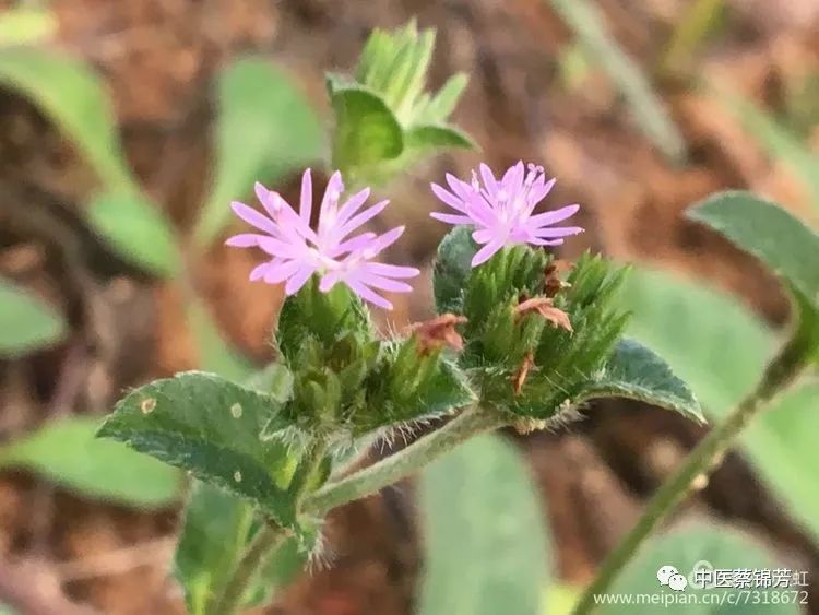 采药现煮鸡蛋面,加工粉皮好时节|本草江湖第427期