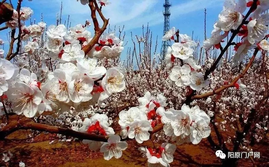 又是一年杏花开—漫记泥河湾"杏花节"诞生始末