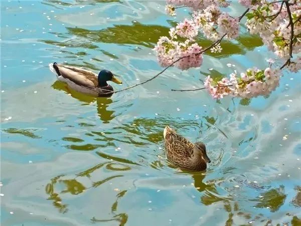 惠崇春江晚景 【宋】苏轼 竹外桃花三两枝, 春江水暖鸭先知.