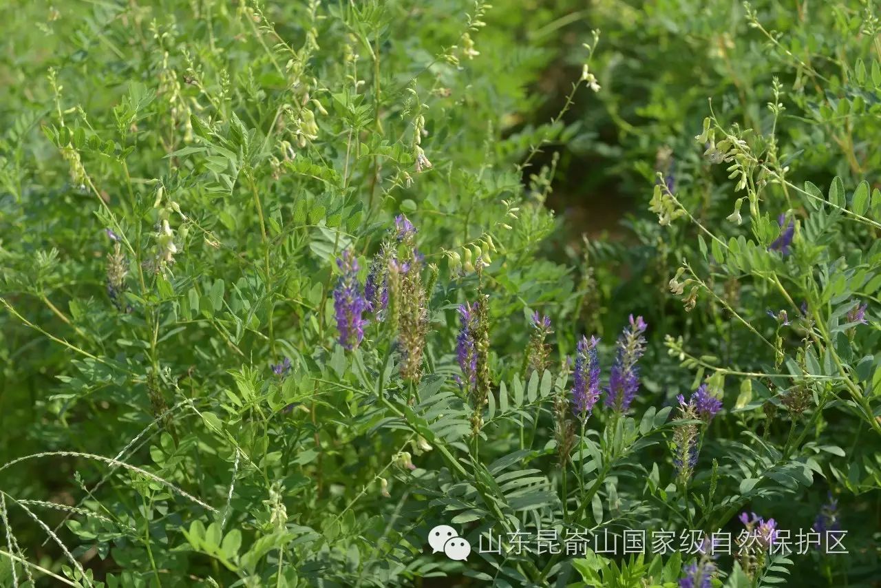 根作"黄芪,补气为最-蒙古黄耆