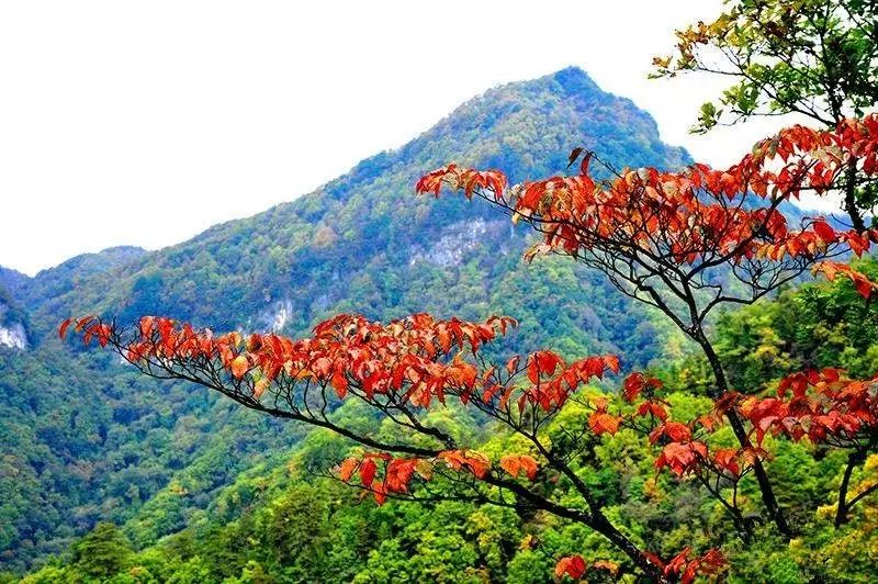 门票:80元 地址:广元市朝天区 鼓城山景区拥有独特的森林景观,野生