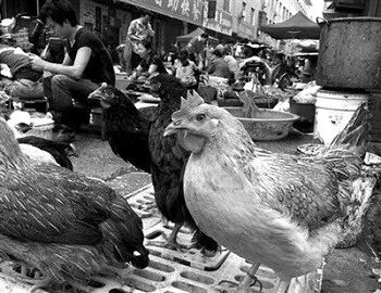 Scientific Reports：聚焦广西活禽市场低致病性禽流感病毒流行概况