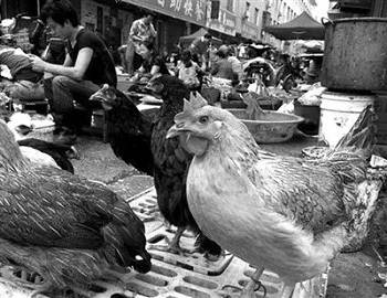 Scientific Reports：聚焦广西活禽市场低致病性禽流感病毒流行概况
