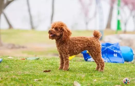 幼犬能训练大小便吗_狗狗能大小训练月子吗_2个月的狗狗能训练大小便吗/