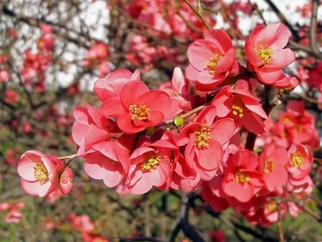 物候志 | 鲥鱼多刺 海棠有香