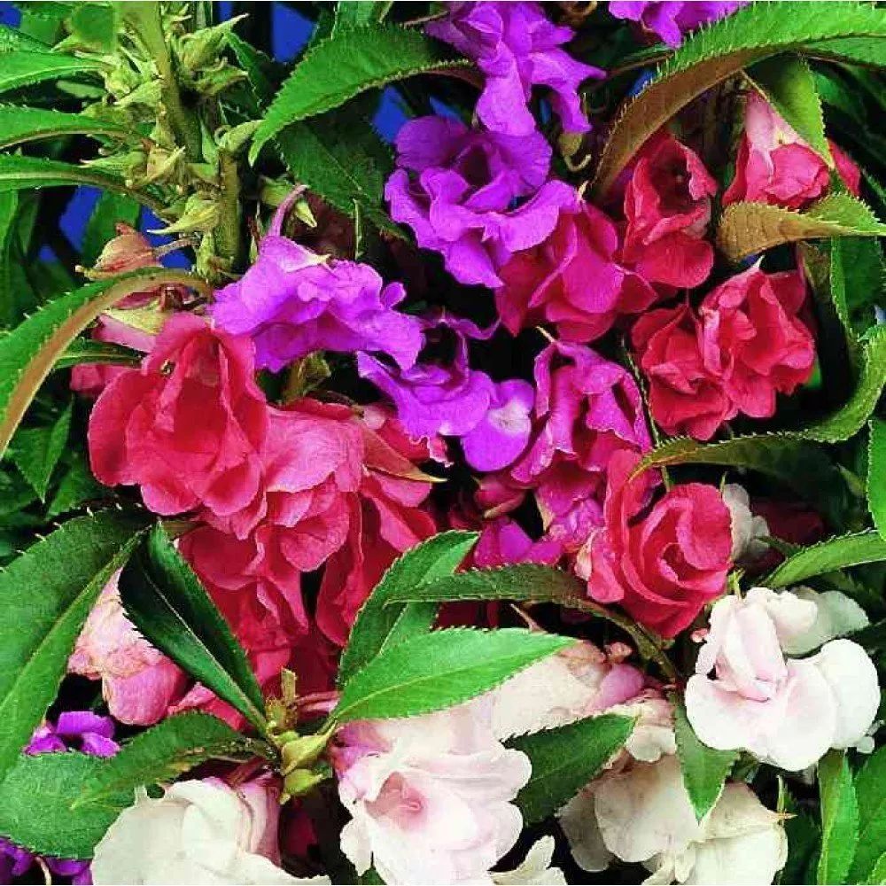 凤仙花
