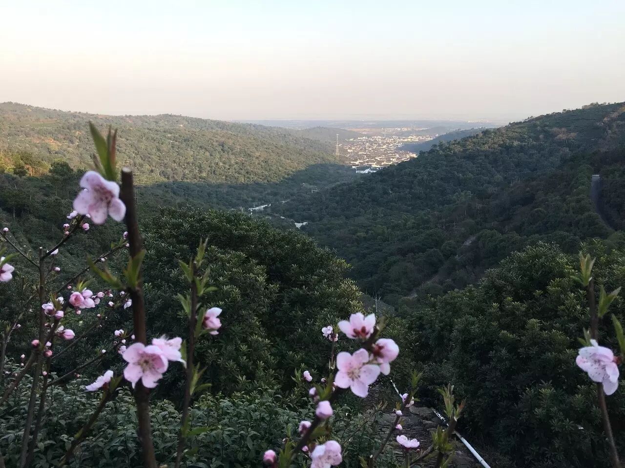 碧螺春是一种_碧螺春茶叶的种植方式特点_碧螺春是什么树种制成的