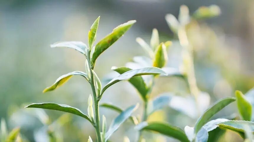碧螺春茶叶的种植方式特点_碧螺春是什么树种制成的_碧螺春是一种