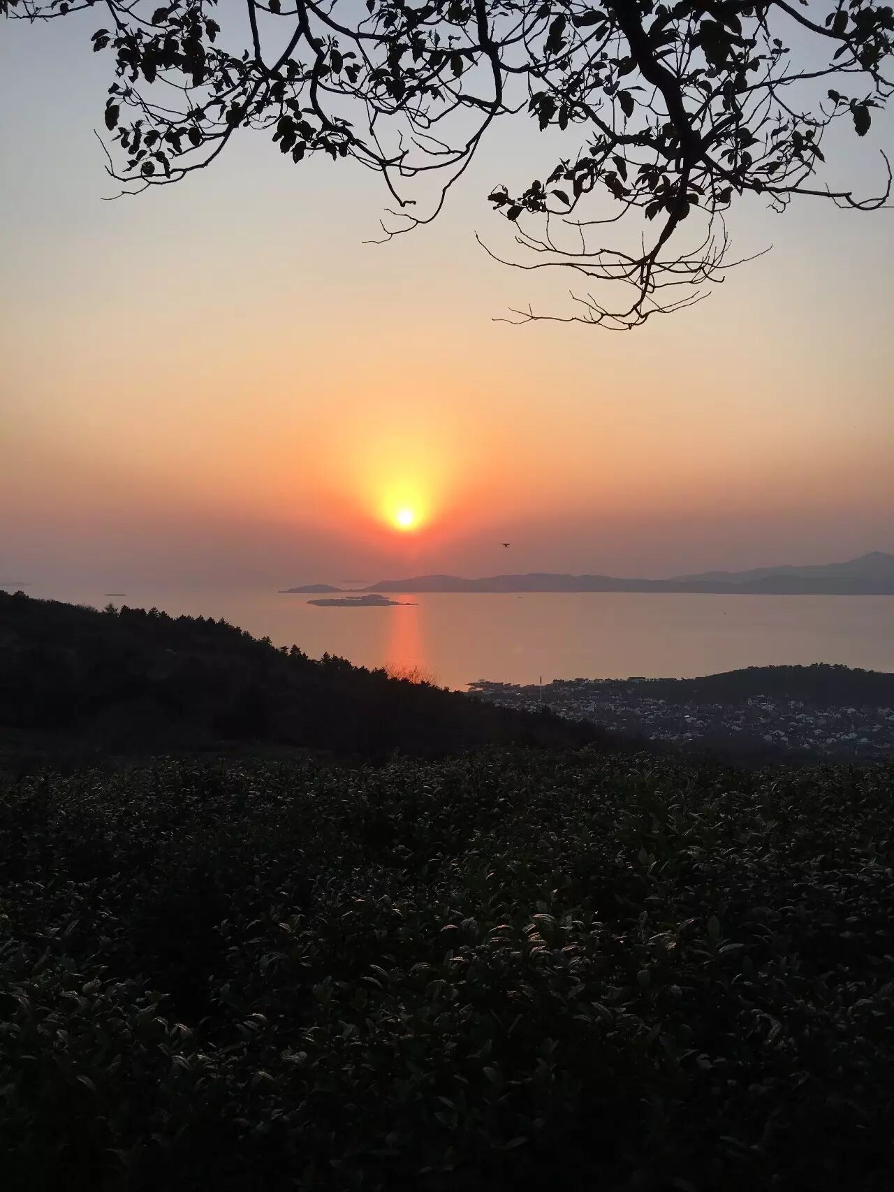 碧螺春是什么树种制成的_碧螺春茶叶的种植方式特点_碧螺春是一种