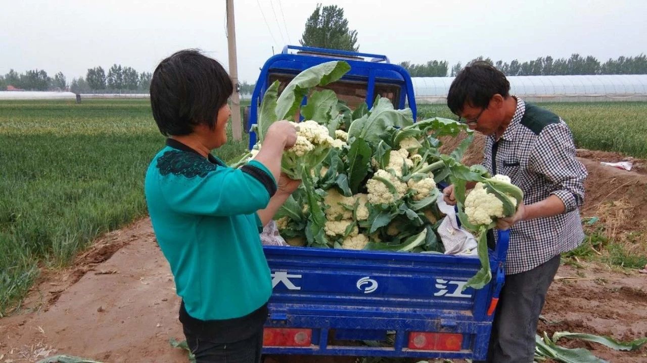 农村夫妻不辞辛苦种植“有机花菜”,开启致富的好门路