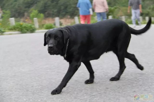 屠夫一时心软放生了怀孕的黑狗,改变了全家的命运!