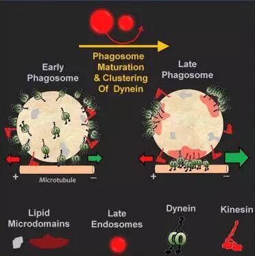 多篇研究解读胆固醇的“好”/“坏”角色！
