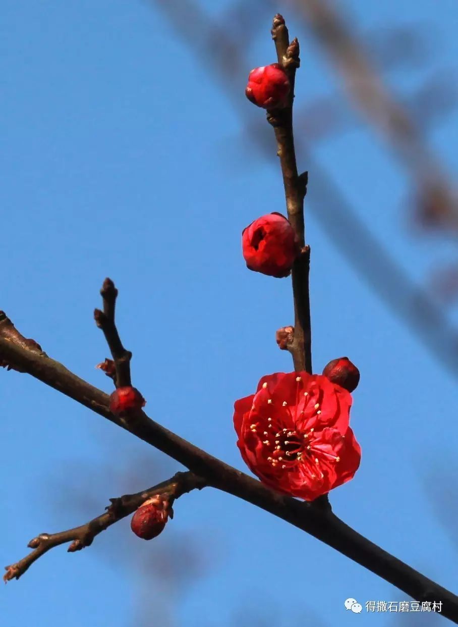 首先观梅花的颜色 小康梅花园有三十多个品种,七个颜色的梅花.