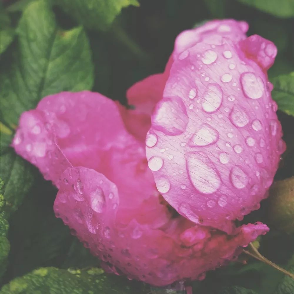 张雨绮:父亲缺席女儿的人生会怎么样