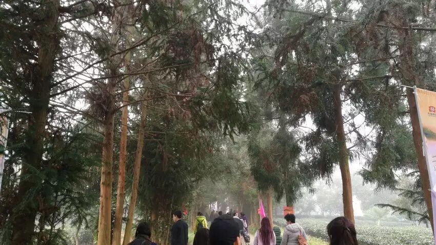 大益庄园漫步 共享茶趣天堂
