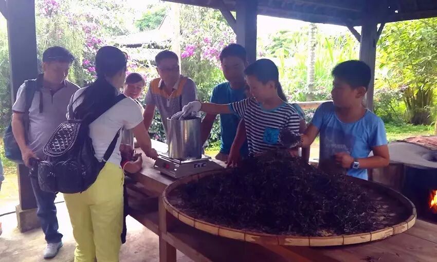 大益庄园漫步 共享茶趣天堂