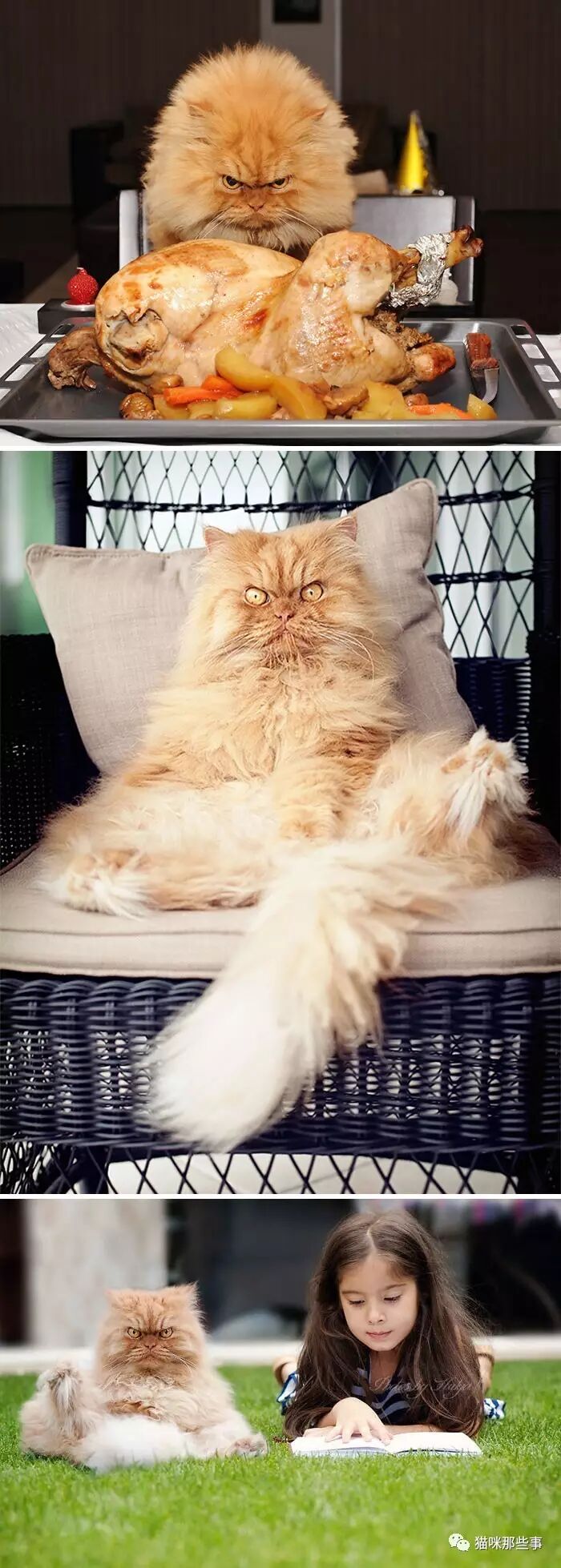 怀孕生娃和养猫那些事,尊重科学,尊重生命,好么?-怀孕期