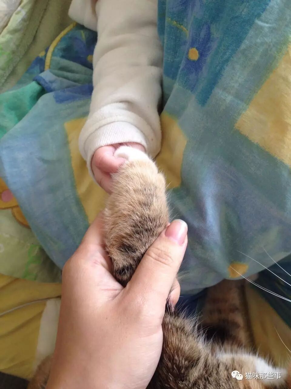 怀孕生娃和养猫那些事,尊重科学,尊重生命,好么?-怀孕期