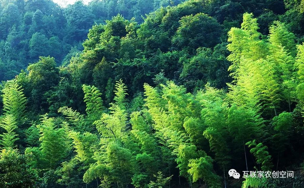 大汉七十二峰景区内奇峰怪石林立,青松苍劲挺拔,云雾变幻无穷,碧潭