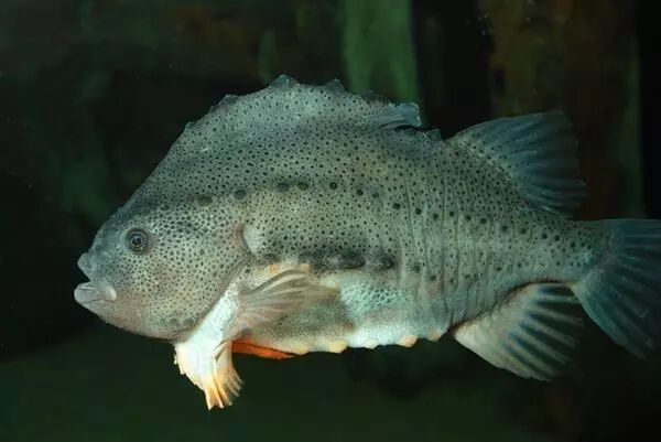 戴氏狼鳍鱼_圆鳍鱼_长鳍鱲鱼宽鳍鱲