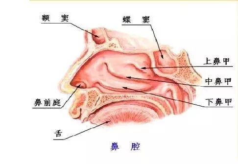 什么是鼻甲肥大？要怎么预防！