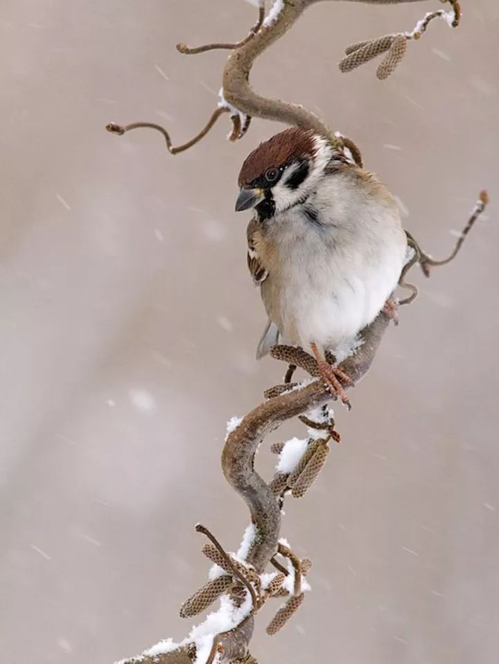 2017年已悄然走到第21个节气,今日大雪