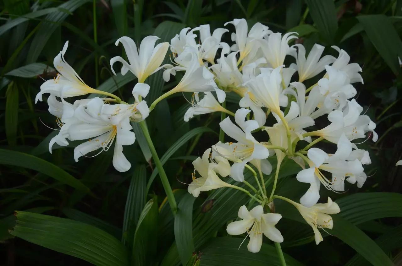 黄长筒石蒜(黄花长筒石蒜) lycoris longituba var. flava