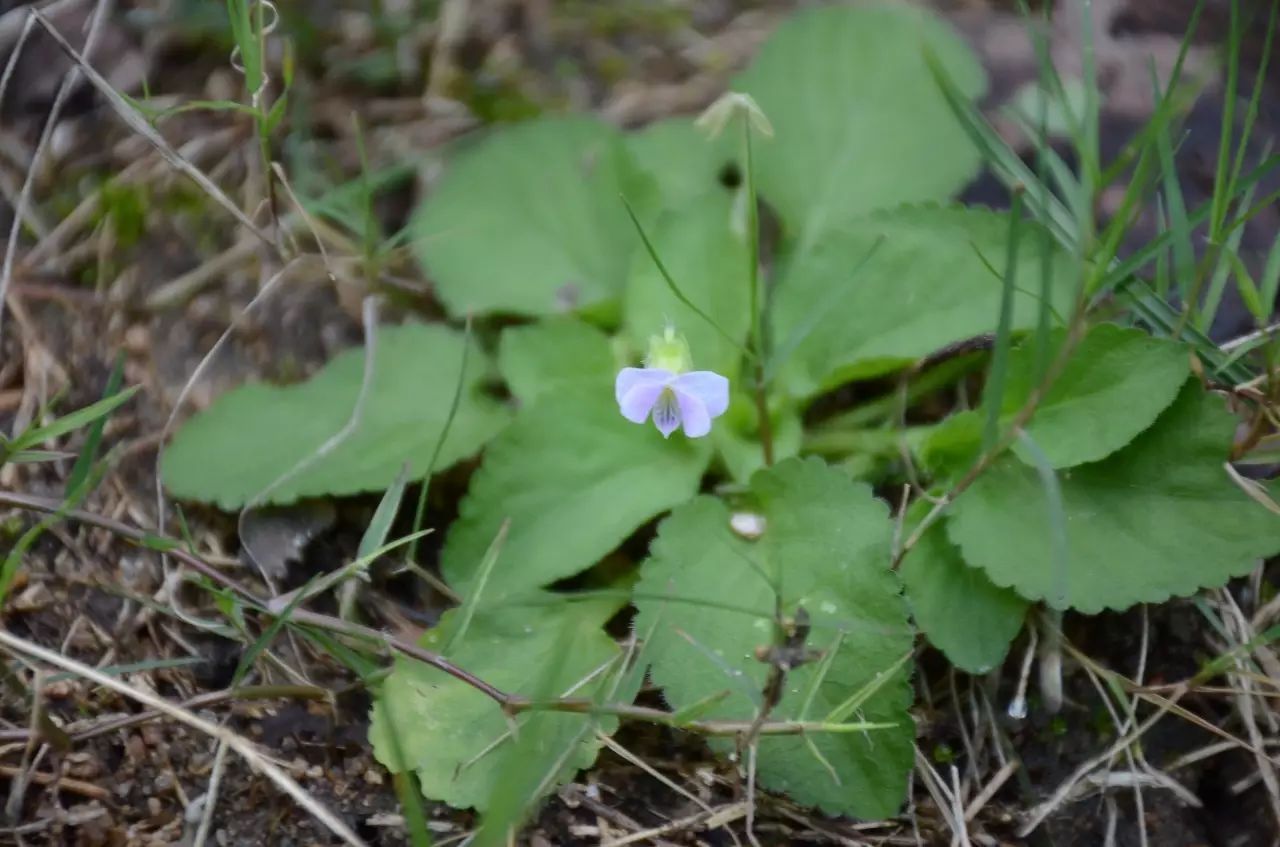 堇菜科 堇菜属 七星莲 viola diffusa