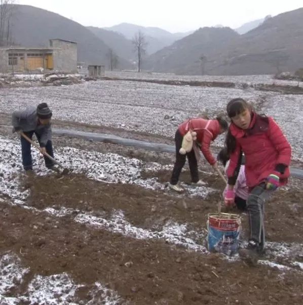 大方县马场镇民丰村,全力打造300亩花菜种植基地!