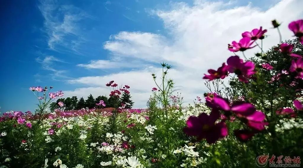 天颐湖畔“菊成海” 菊香秋韵迎国庆