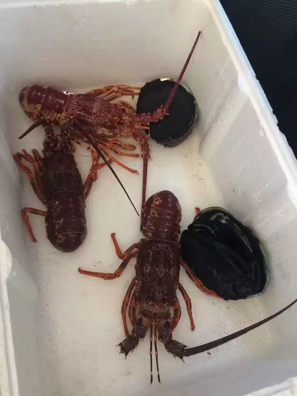 龙虾龙虾虽然选择了去境外旅游过年,但相信团友们的心还是紧系中国