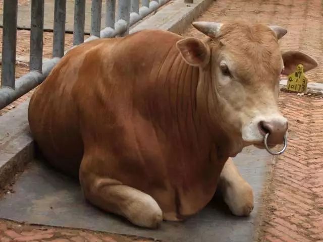 是我国名贵牛种之一,其体躯高大,结构匀称,健壮威武,肉用价值高,闻名