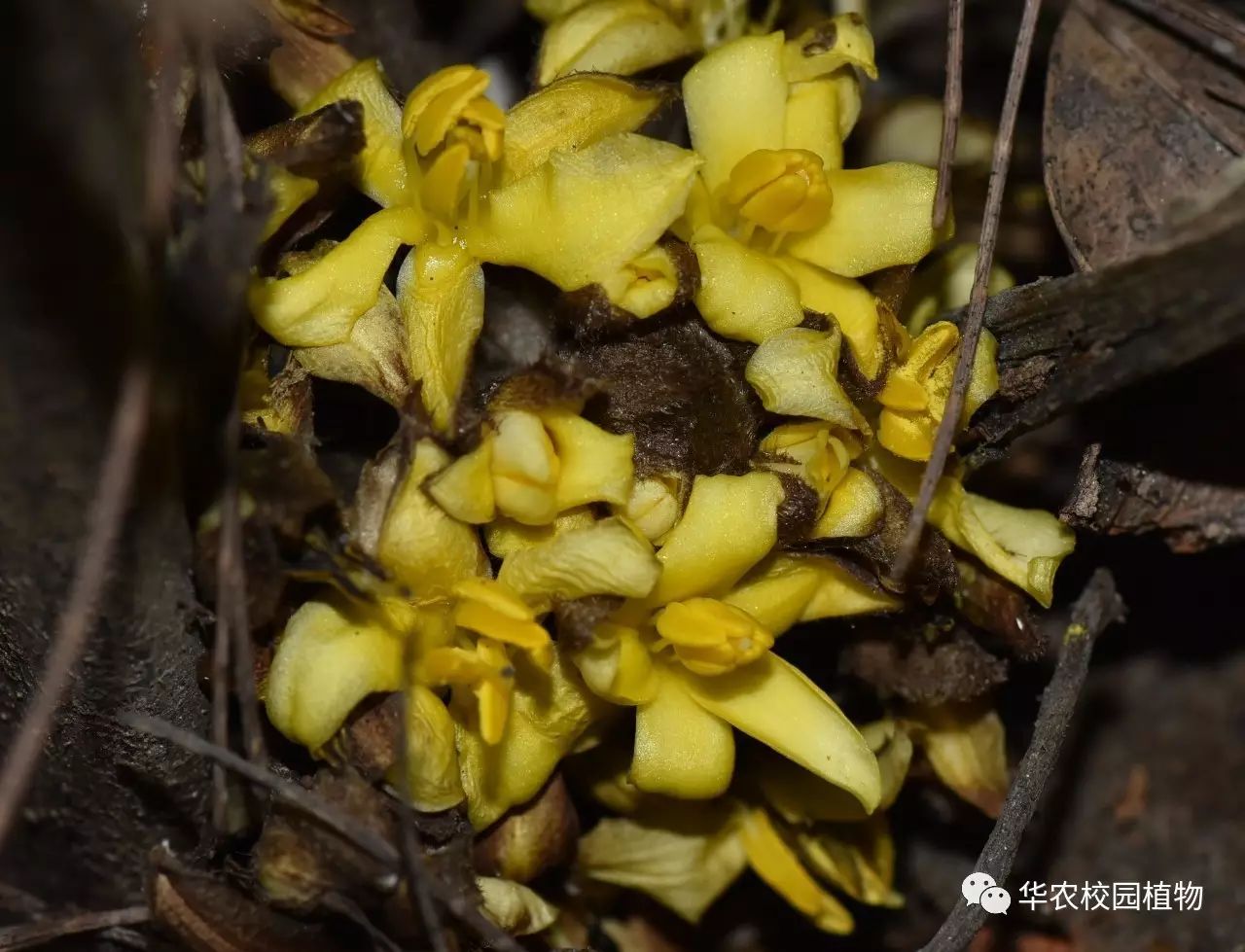 (短葶仙茅的花)