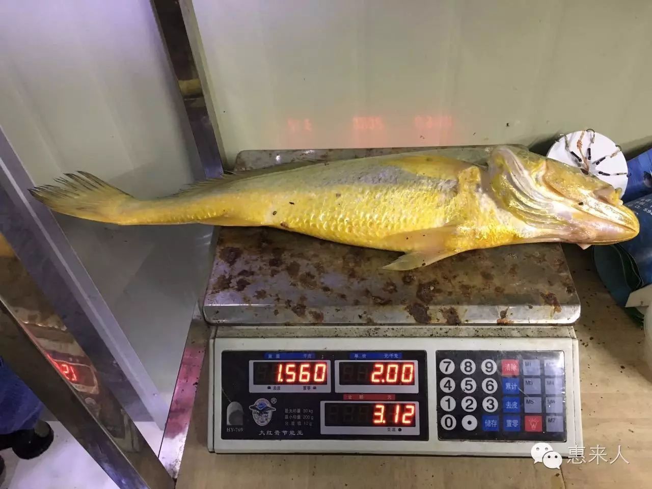 这种鮸鱼的销售价格"贵比黄金",令渔民们欣喜若狂