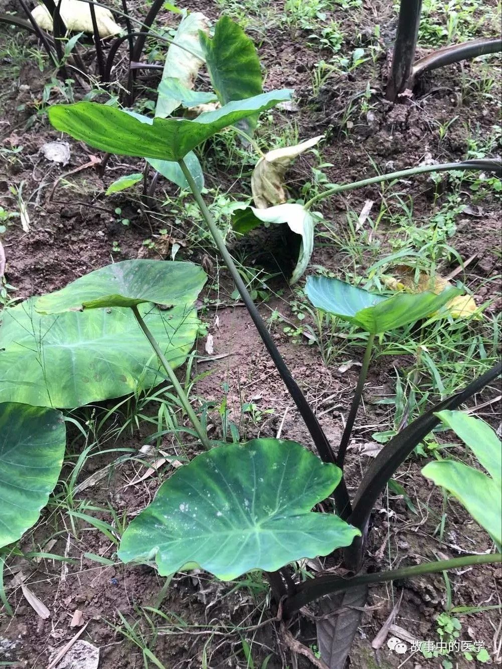 别光吃芋头,芋梗暖胃止痛,芋叶