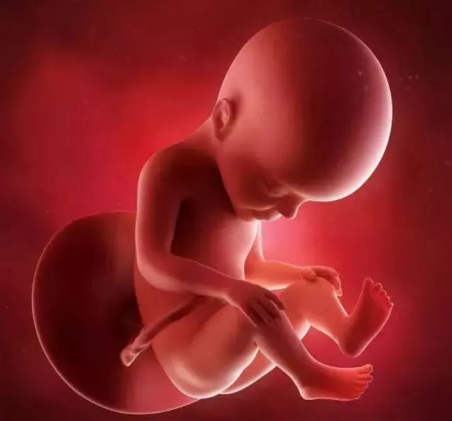 怀孕27周3d胎儿图
