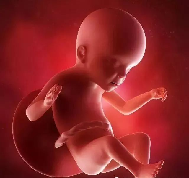 怀孕1-42周的3d胎儿超声图,好神奇!
