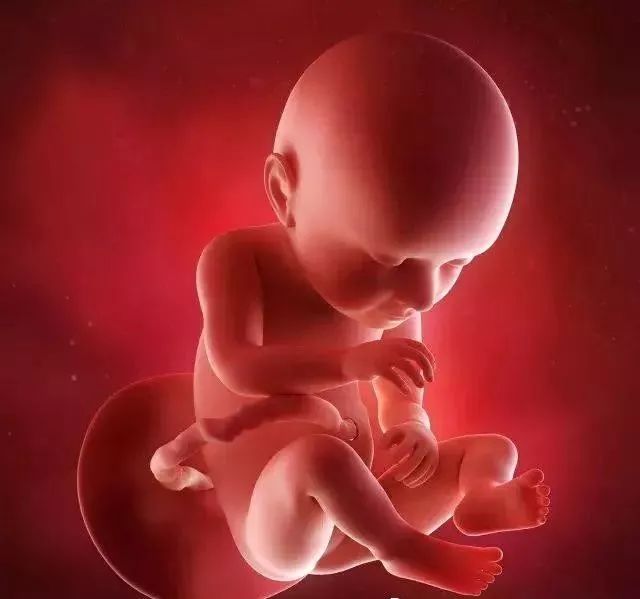 怀孕1-42周的3d胎儿超声图,好神奇!