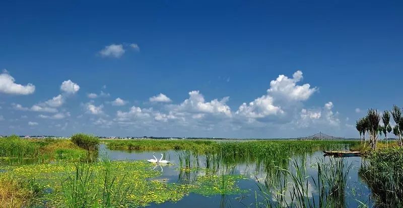 51             我国面积最大的城市湿地:呼兰河口湿地